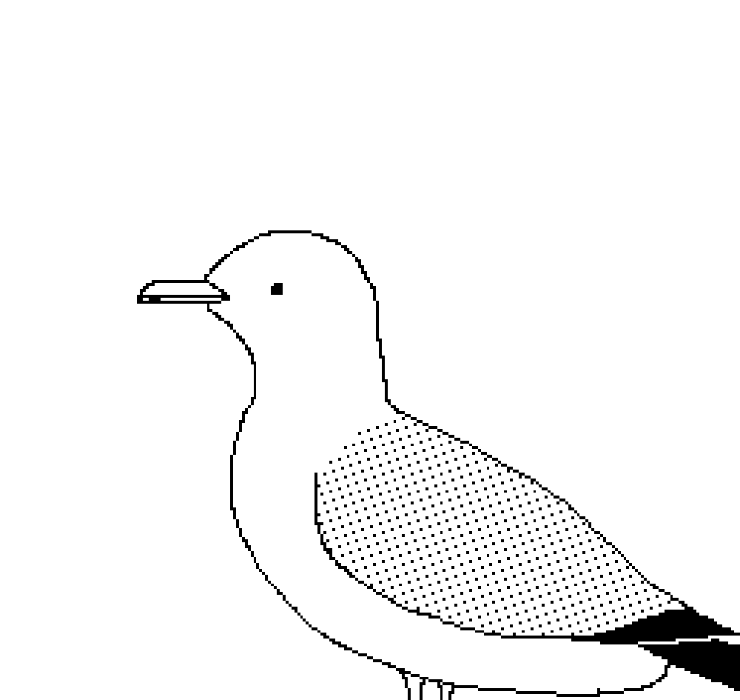 An image of a gull.