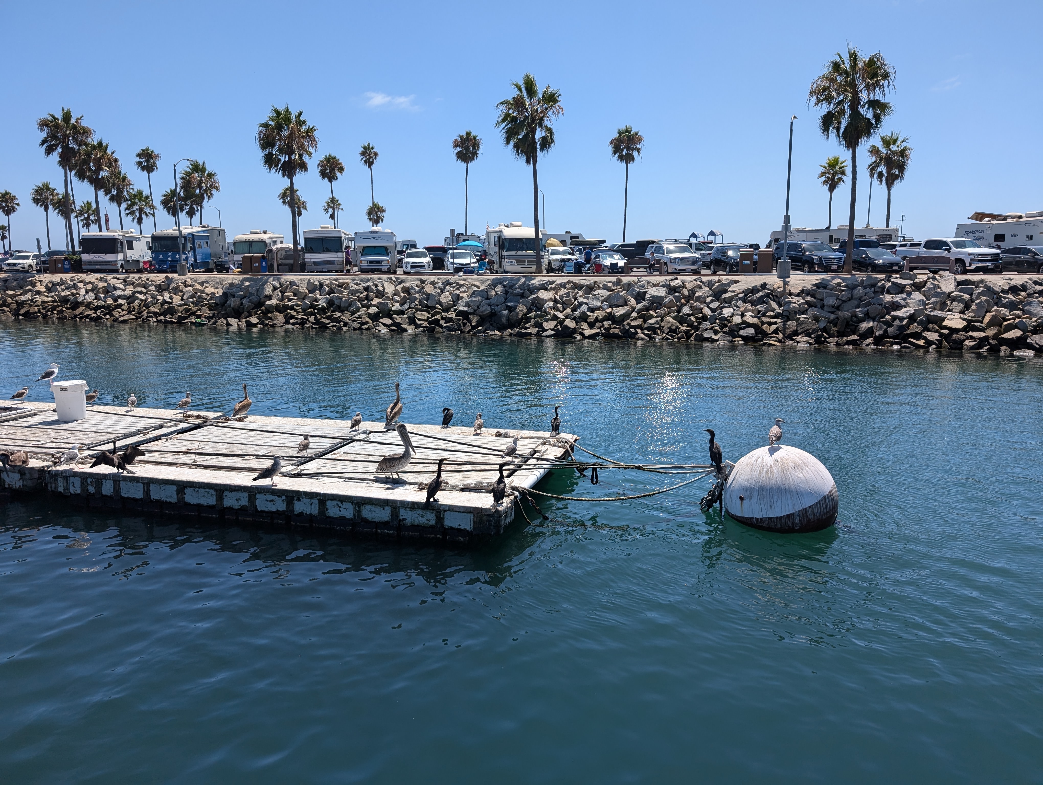 A floating platform with several pelicans, gulls, and cormorants on it.