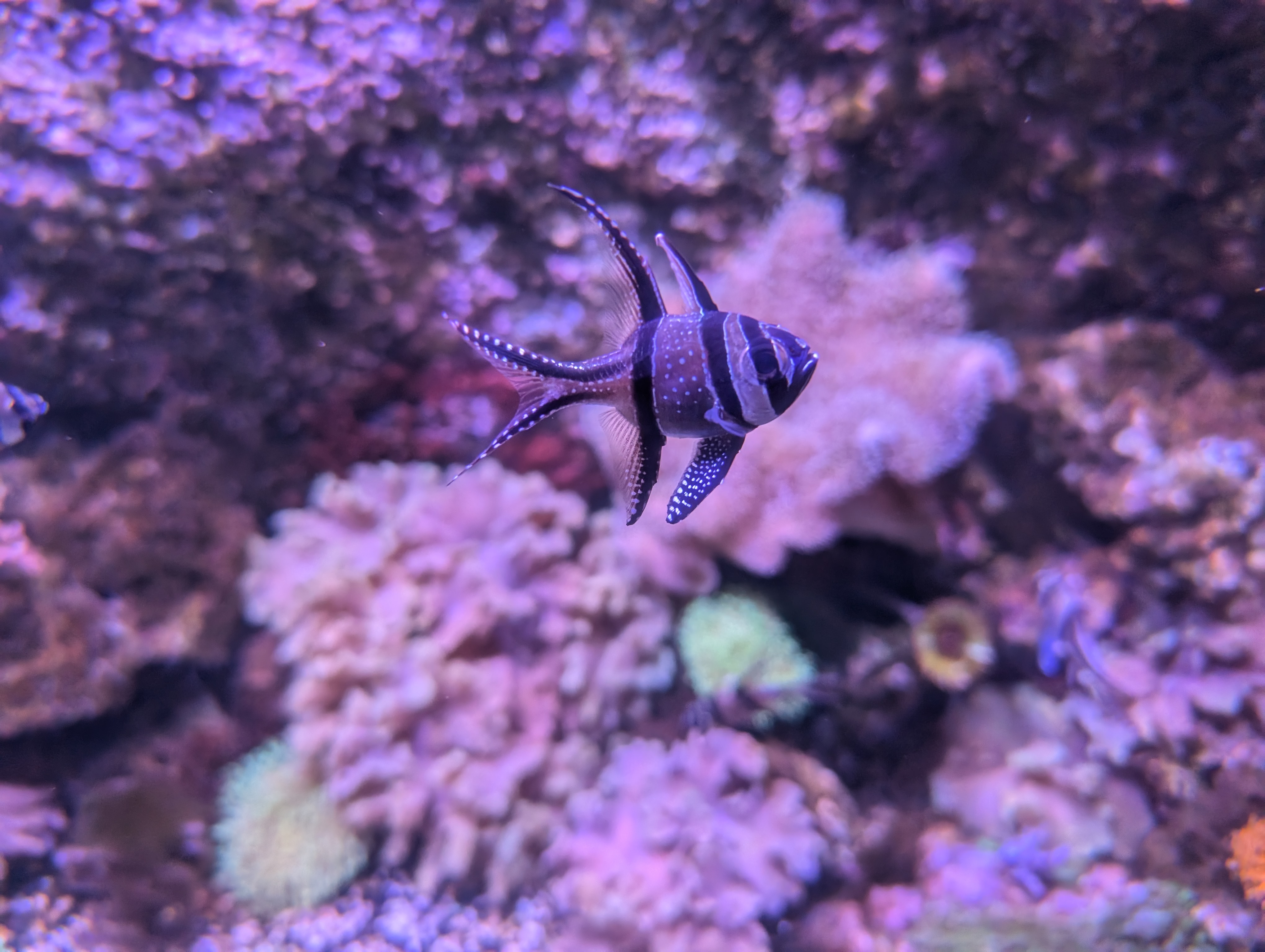 A beige fish with dark stripes in a tank.