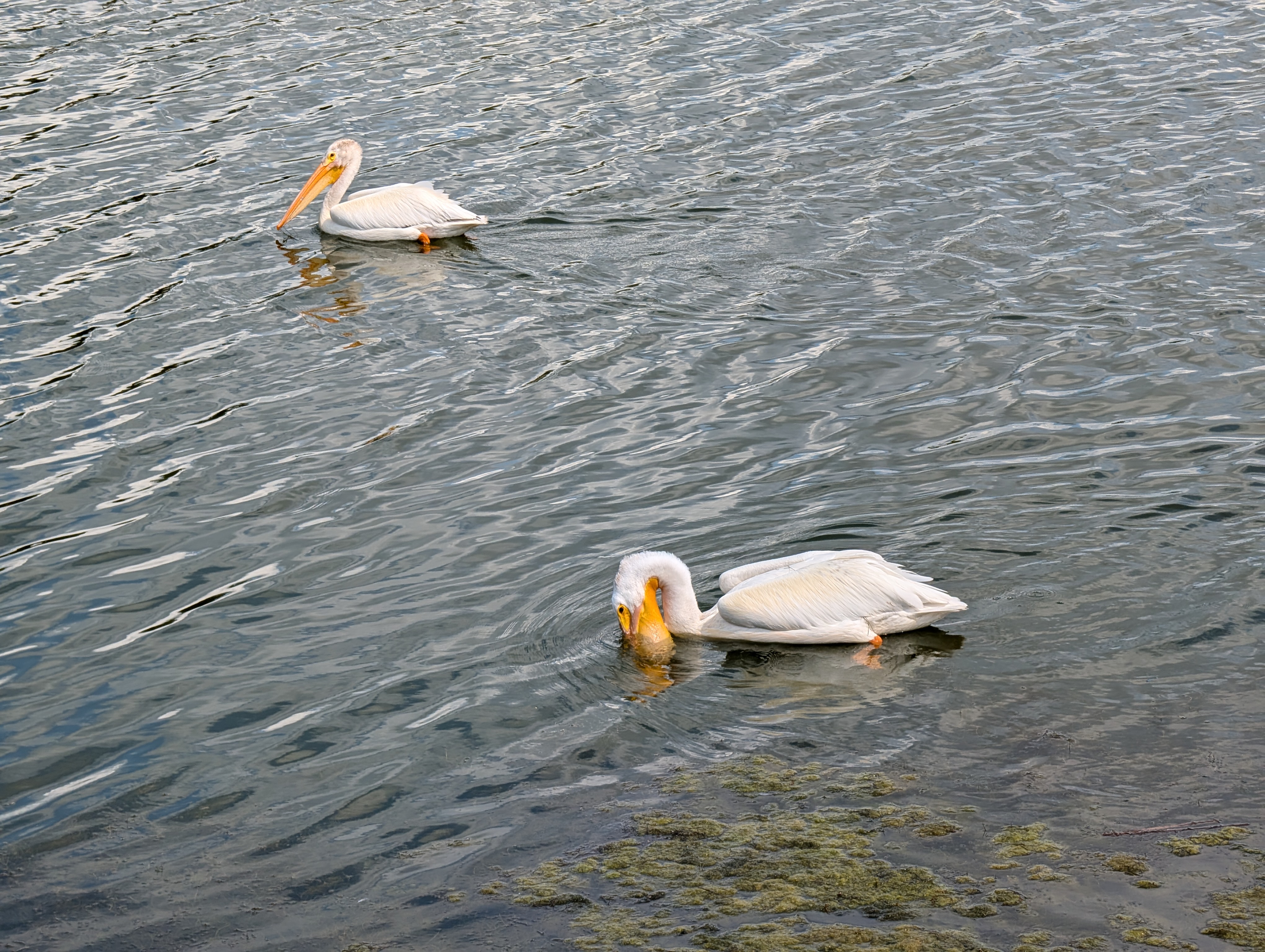 Two pelicans swimming on a pond.
