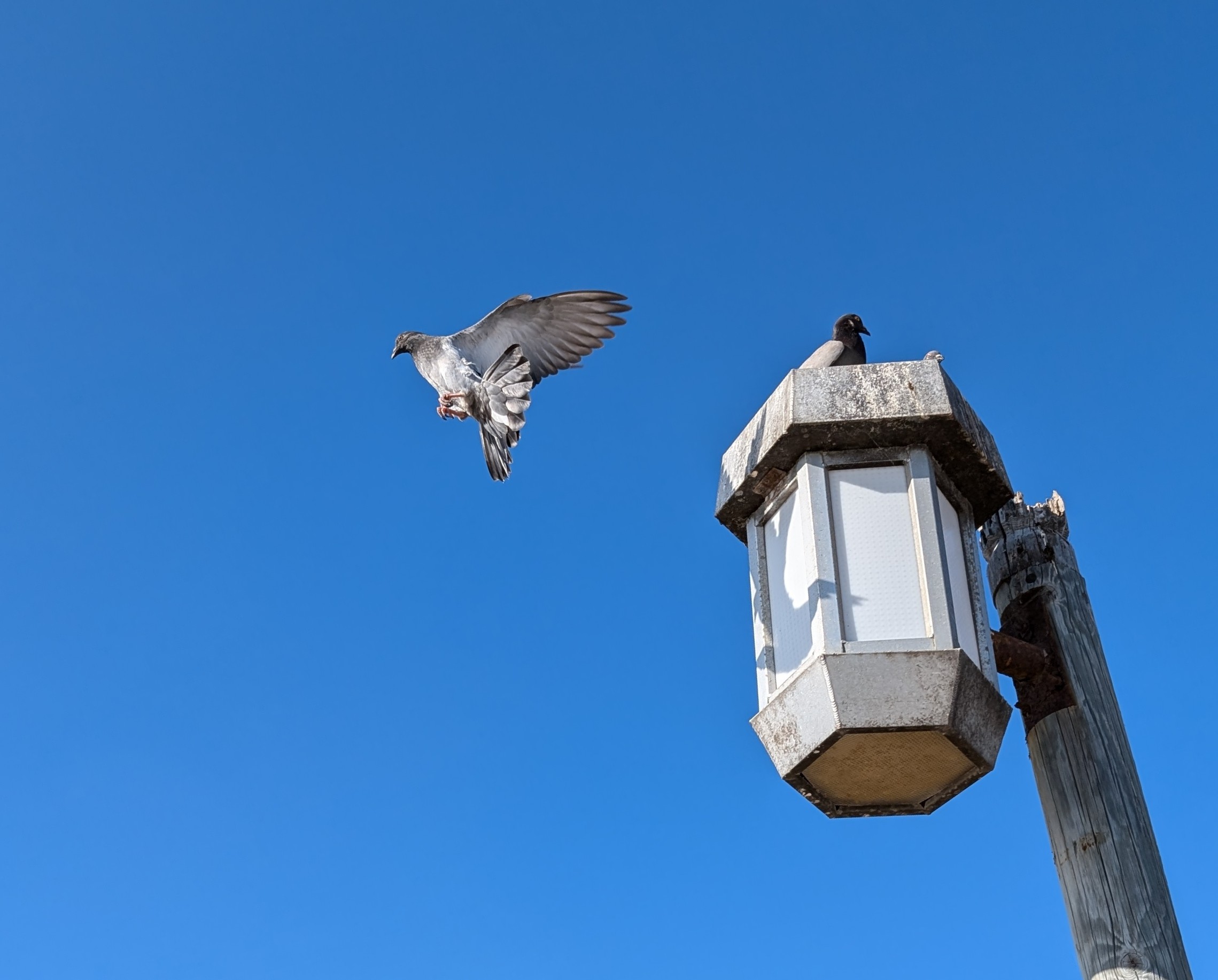 A pigeon taking off from a streetlight.
