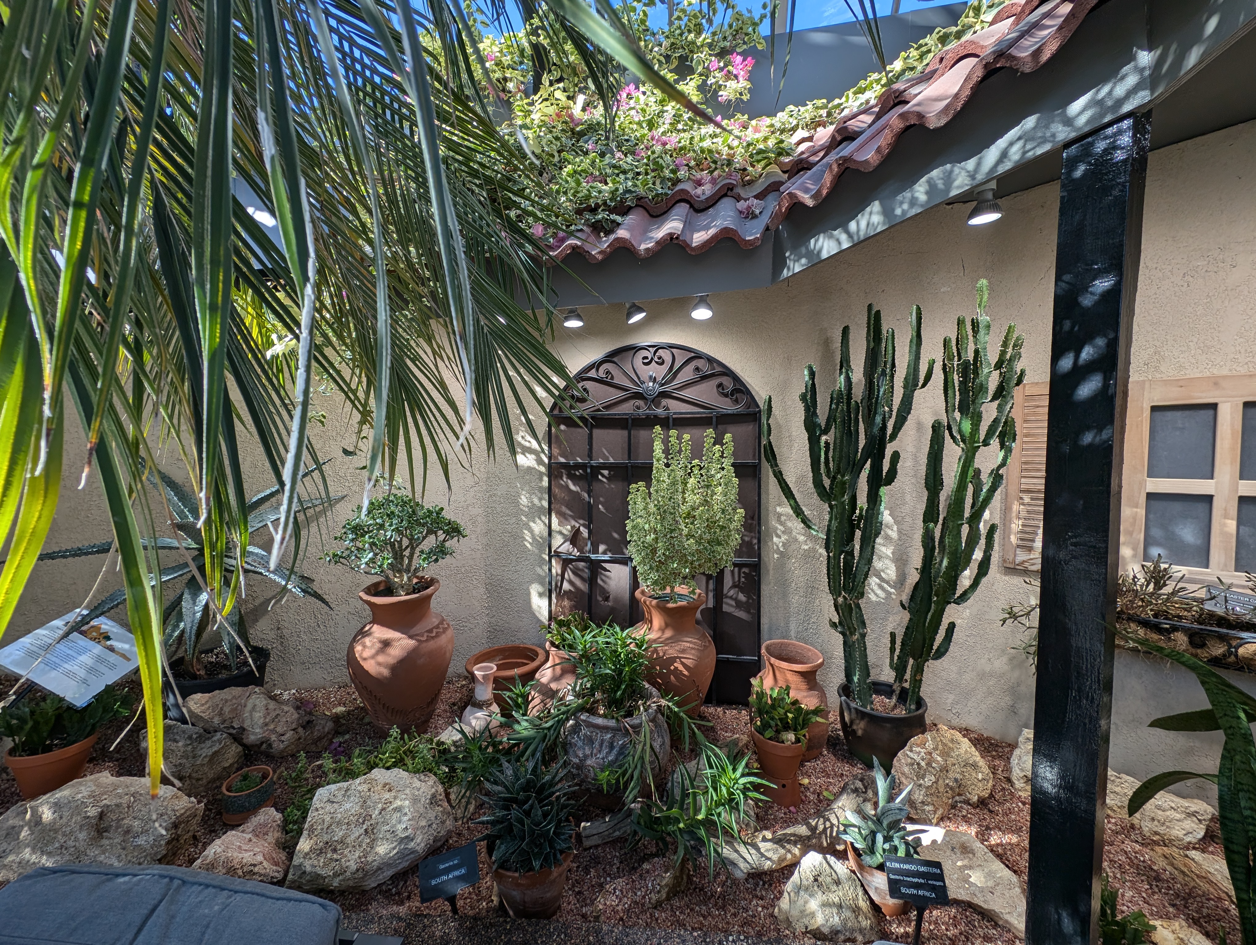 Several desert plants in a botanical conservatory.
