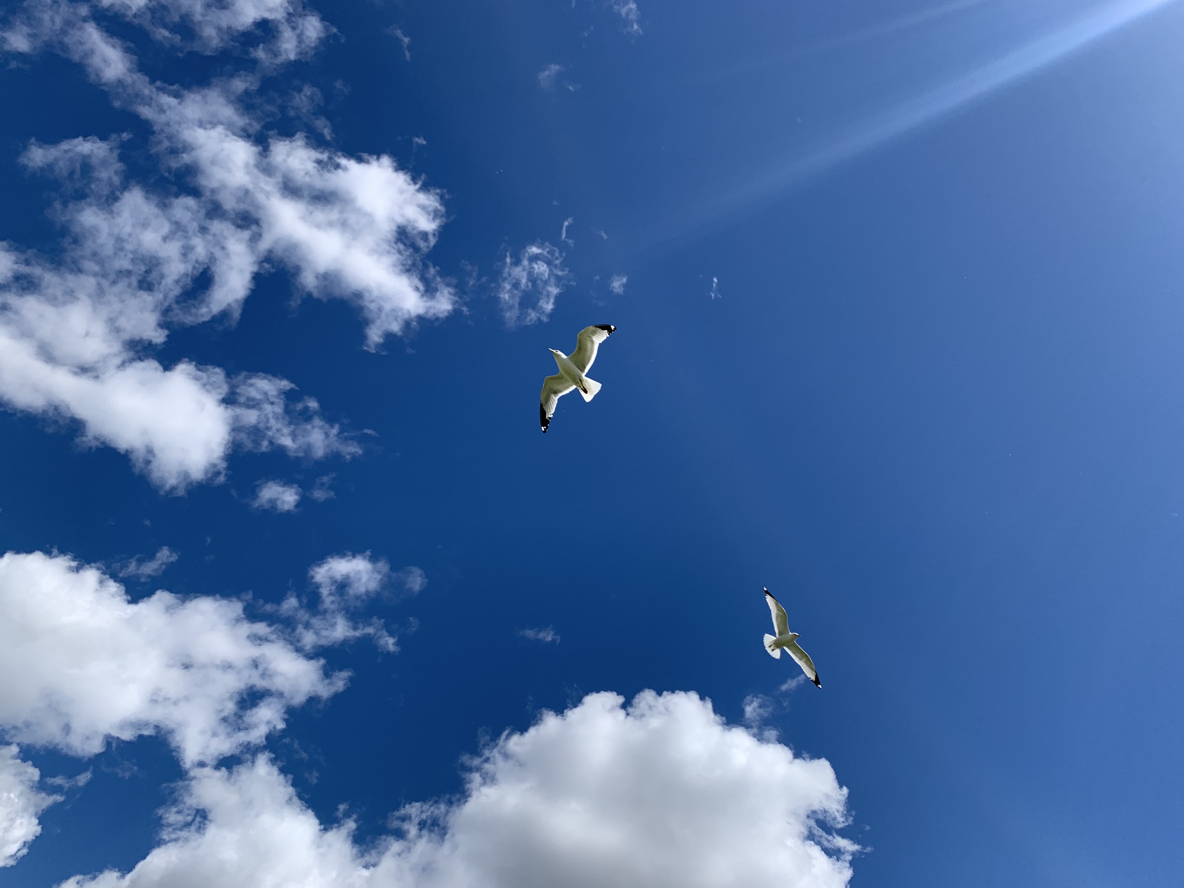 Two gulls flying.