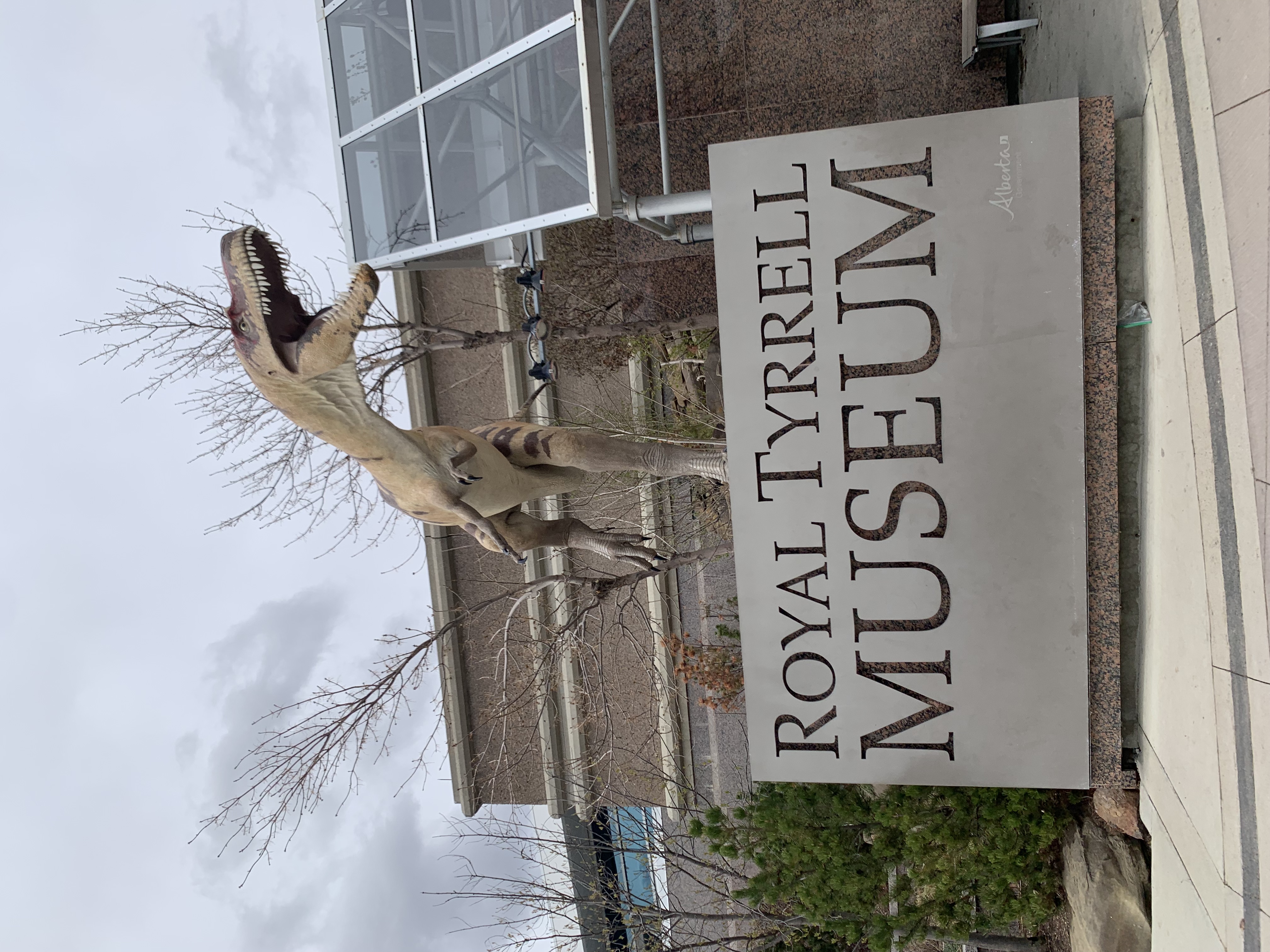 A statue of an Albertosaurus