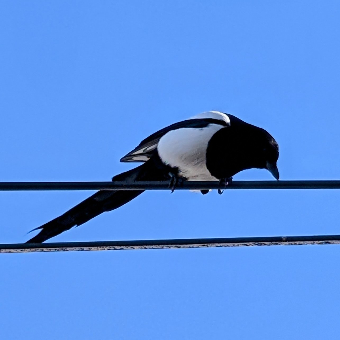 A picture of a magpie perched on a wire.